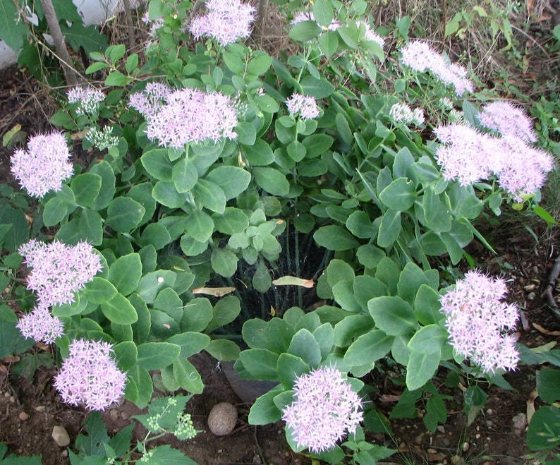 SEDUM AUTUMN JOY plants easy to grow winter hardy lavender Etsy