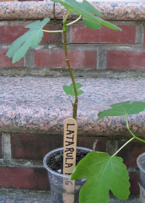 LATTARULA FIG TREE Great for Cool Summers Yellow Fig With Etsy