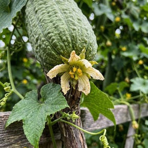 Op de afbeelding: Een lange, groene, geribbelde luffa-vrucht hangt aan een wijnstok, met een lichtgele, vijfbladige bloem met een felgeel hart aan de basis. De plant heeft brede, groene, gelobde bladeren en een dunne, spiraalvormige rank die naar buiten steekt.