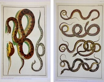 Snake Prints:  Cabinet of Natural Curiosities Albert Seba, Original Vintage Illustration, unique decor, wall art, Victoriana, Serpents