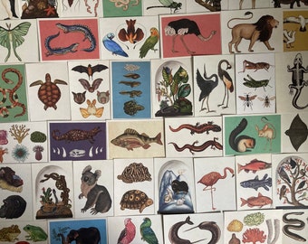 Animalium Postcard LUCKY DIP: Welcome to the Museum collectible animal postcards. Set of 5, 10 or 20. Prints, Gifts, scrapbook, curiosities