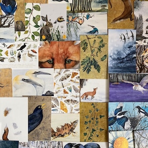 The ‘Wild Cards’ Postcards LUCKY DIP: Sets of 5, 10 or 20. Nature, Wildlife Prints, Gifts,  Scrapbooking, Collage, Postcrossing, Lost Words