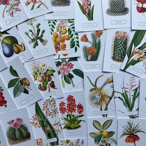 Botanical Postcard Prints - Lucky Dip! Set of 5, 10, or 20: New York Botanical Garden, Art, Design, Gift, Home Decor, Crafting