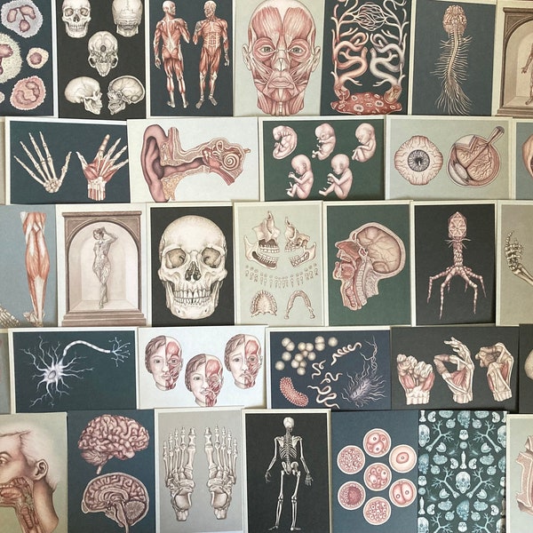 Anatomicum Postcard LUCKY DIP: Welcome to the Museum collectible human anatomy postcards. Set of 5, 10 or 20. Prints, Gifts, scrapbook,curio