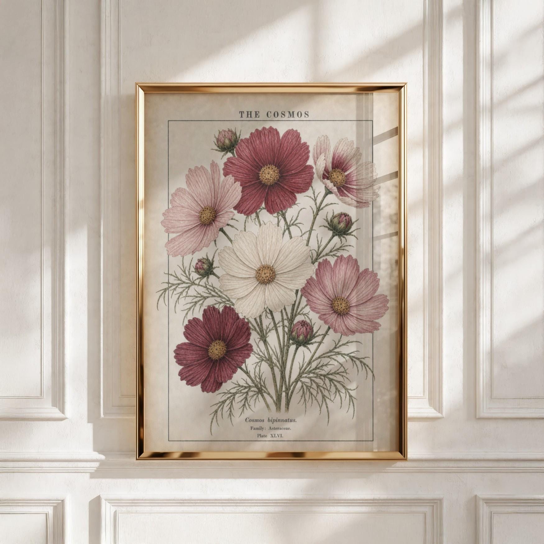 Cosmos Poster - Etsy