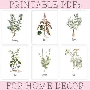 May include: Printable PDFs of six different herbs and flowers, including rosemary, basil, thyme, mint, lavender, and dill. Each image is a botanical illustration with a white background and the name of the herb or flower printed below.