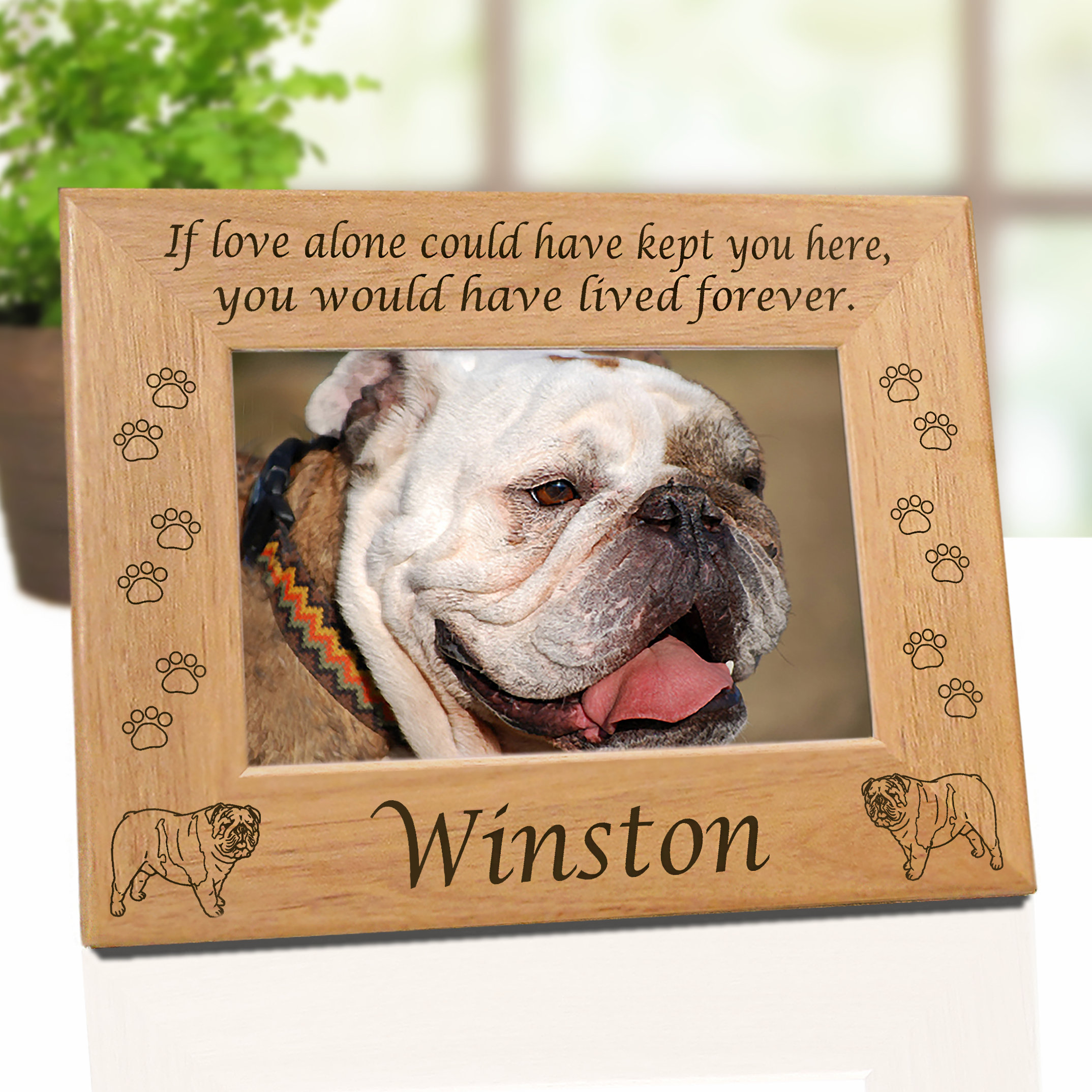 Engam Bulldog / Olde Bulldog: Perfect Pet or Passé Pooch?