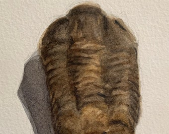 Trilobite, peinture aquarelle originale encadrée sur papier aquarelle 6 x 4 po, emmêlé à 4,5 x 3 po, le cadre mesure 5 x 7,25 po, beaux-arts, paléoart, fossile