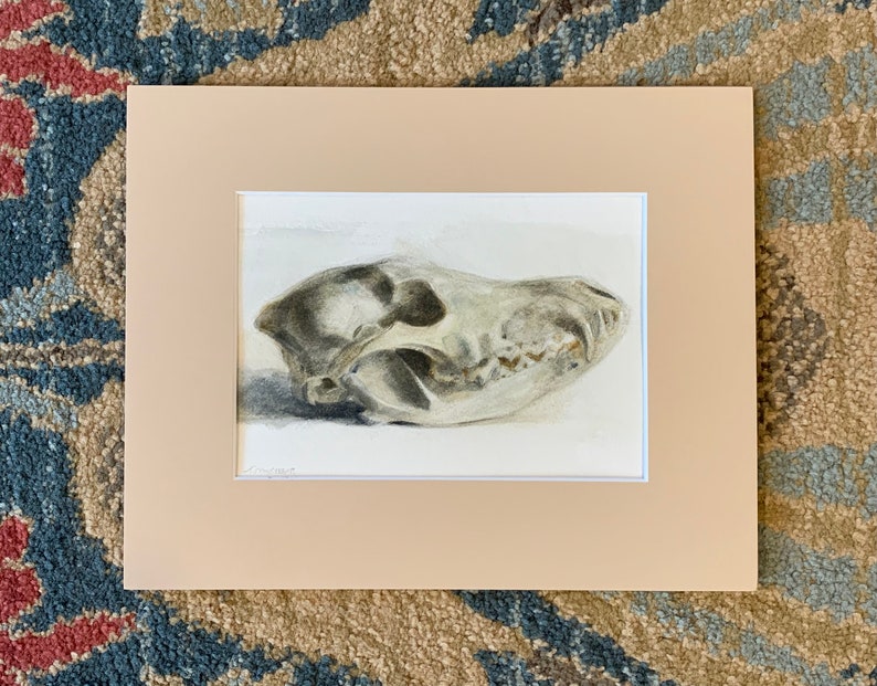 Original 4.5x6.5 Watercolor study of a Coyote skull, Matted for 8x10 Frame, Art, Fine Art, Animal, Still Life, Skull, Anatomy, Painting image 6