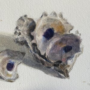 Conchiglie di ostriche, dipinto ad acquerello originale incorniciato su carta per acquerello 4"x6", installato in cornice 5"x7,25", belle arti