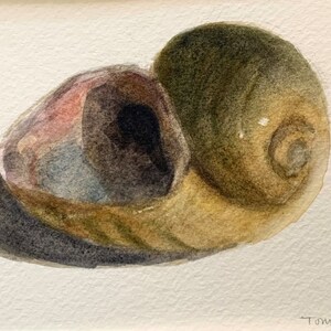 SALDI! Guscio di lumaca di mela, dipinto ad acquerello originale incorniciato su carta per acquerello 4"x6", con passepartout in cornice 5"x7,25", belle arti, arte della lumaca di mela,