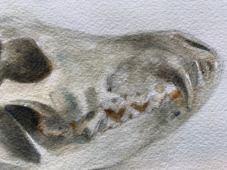 Original 4.5x6.5 Watercolor study of a Coyote skull, Matted for 8x10 Frame, Art, Fine Art, Animal, Still Life, Skull, Anatomy, Painting image 4