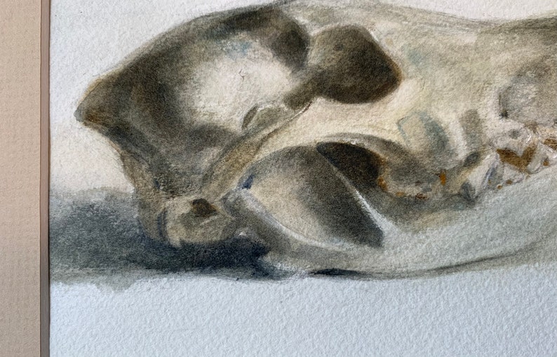 Original 4.5x6.5 Watercolor study of a Coyote skull, Matted for 8x10 Frame, Art, Fine Art, Animal, Still Life, Skull, Anatomy, Painting image 3