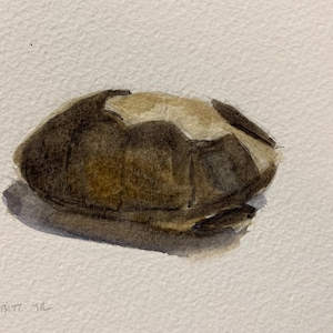 SALDI! Guscio di tartaruga, dipinto ad acquerello originale incorniciato su carta per acquerello 10x15 cm, cornice 13x18 cm, belle arti, natura, arte della tartaruga