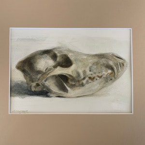 Original 4.5x6.5 Watercolor study of a Coyote skull, Matted for 8x10 Frame, Art, Fine Art, Animal, Still Life, Skull, Anatomy, Painting image 2