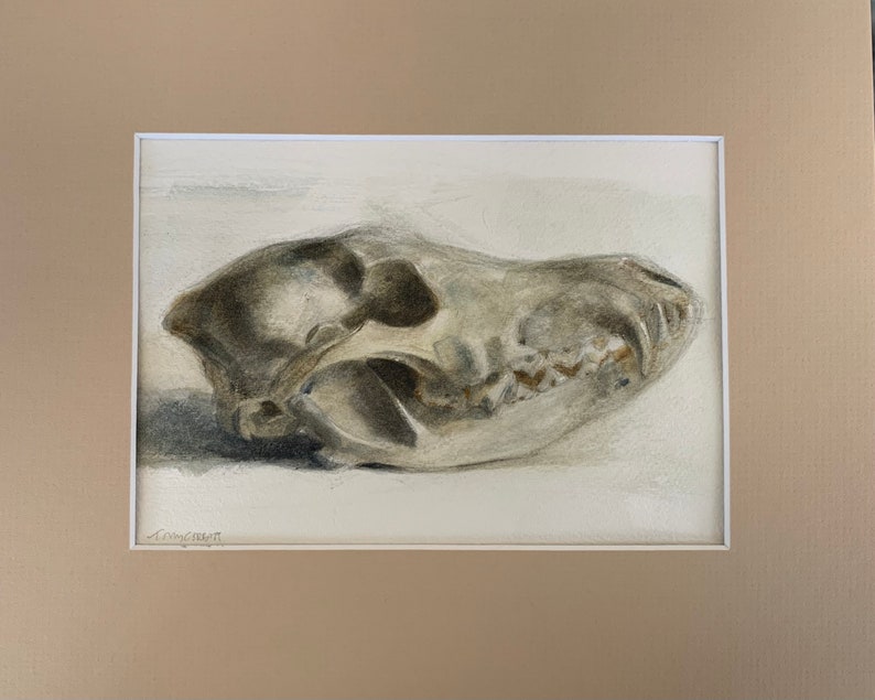 Original 4.5x6.5 Watercolor study of a Coyote skull, Matted for 8x10 Frame, Art, Fine Art, Animal, Still Life, Skull, Anatomy, Painting image 2