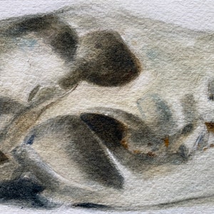 Original 4.5x6.5 Watercolor study of a Coyote skull, Matted for 8x10 Frame, Art, Fine Art, Animal, Still Life, Skull, Anatomy, Painting image 5