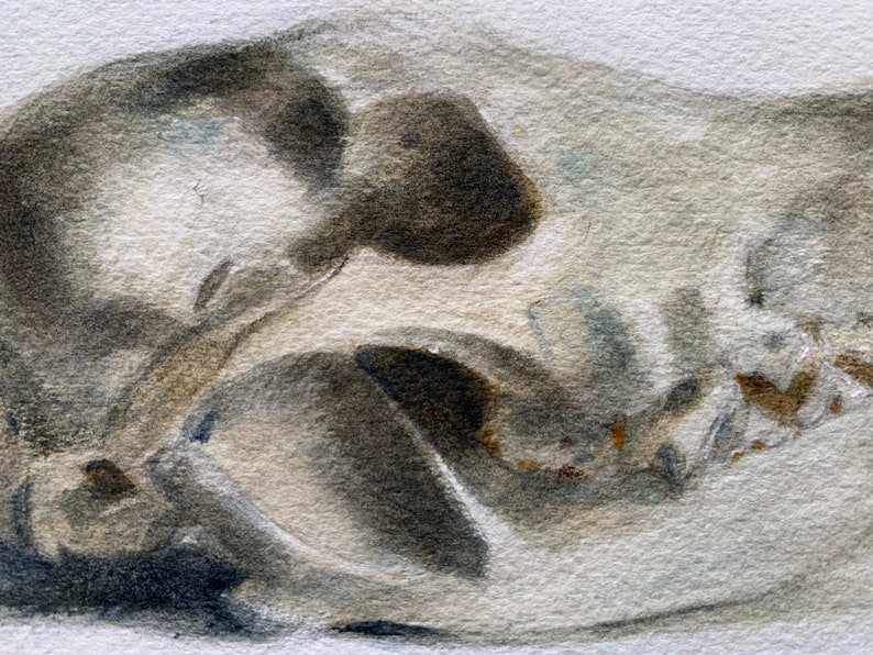 Original 4.5x6.5 Watercolor study of a Coyote skull, Matted for 8x10 Frame, Art, Fine Art, Animal, Still Life, Skull, Anatomy, Painting image 5