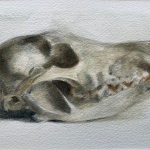 Original 4.5x6.5 Watercolor study of a Coyote skull, Matted for 8x10 Frame, Art, Fine Art, Animal, Still Life, Skull, Anatomy, Painting image 1