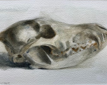 Original 4.5"x6.5"  Watercolor study of a Coyote skull, Matted for 8"x10" Frame, Art, Fine Art, Animal, Still Life, Skull, Anatomy, Painting