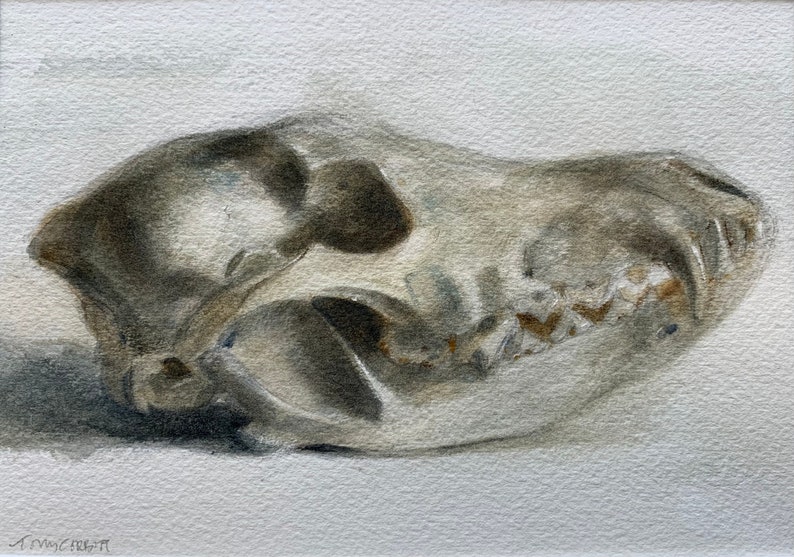 Original 4.5x6.5 Watercolor study of a Coyote skull, Matted for 8x10 Frame, Art, Fine Art, Animal, Still Life, Skull, Anatomy, Painting image 1