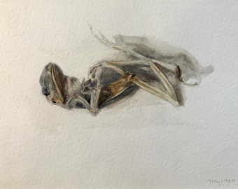 Baumfrosch, Original 4,5"x6,5" Aquarellstudie eines toten Froschs, mattiert für einen 11"x14" Rahmen, Kunst, Fine Art, Tier, Stillleben, Malerei