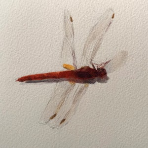 Needham's Skimmer Dragonfly, dipinto ad acquerello originale incorniciato su carta per acquerello 4"x6", la cornice è 5"x7,25", belle arti, arte della libellula