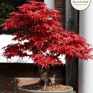 Può includere: Un bonsai di acero giapponese con foglie palmate rosso vivo e un tronco marrone spesso e strutturato. L'albero è piantato in un vaso di ceramica grigio, rotondo e poco profondo, riempito di terra marrone. Un logo circolare riporta BloomNestGB.