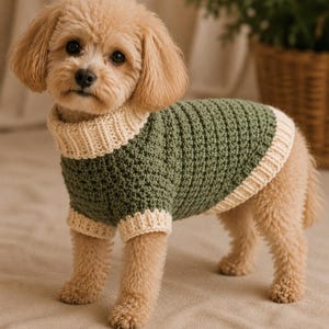 Può includere: Un piccolo cane color marrone chiaro dal pelo riccio indossa un maglione all'uncinetto verde oliva scuro. Il maglione presenta un motivo a maglia testurizzato, un collo alto a coste color crema e polsini e orlo a coste in tinta crema.