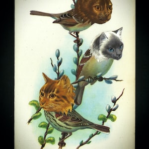 Impresión de Bird Watcher (Compre 4 y obtenga 1 gratis)