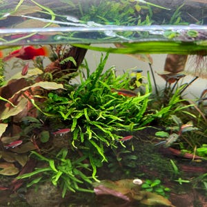 May include: A freshwater aquarium featuring a dense cluster of bright green, narrow-leaf aquatic plants, several small red and silver tetras swimming throughout, reddish-brown broad-leaf plants, and a light-colored sandy substrate at the bottom.