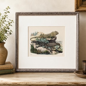 Puede incluir: Una lámina enmarcada de estilo vintage con una ilustración detallada de dos lagartos descansando sobre rocas entre follaje verde. La obra está colocada en un marco gris texturizado con un amplio paspartú blanco, mostrando el número 1834.