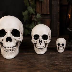 Puede incluir: Tres réplicas de cráneos humanos de color blanco hueso de diferentes tamaños dispuestas en fila. Cada cráneo presenta cuencas oculares huecas, una cavidad nasal y una dentadura detallada. Los cráneos tienen una textura lisa y estructuras anatómicas realistas.