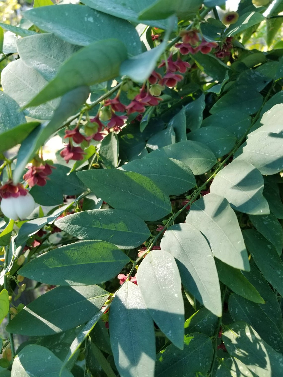 KATUK freshly dried from organic non GMO homegrown trees