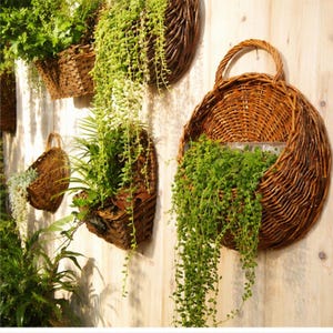 May include: A collection of round, brown woven wicker wall-mounted baskets, each featuring a sturdy handle at the top. These natural-toned baskets are filled with various green trailing plants and foliage, creating a layered display on a light wood wall.