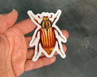 Beetle vinyl glossy waterproof sticker, natural history art, Melolontha, family Scarabaeidae