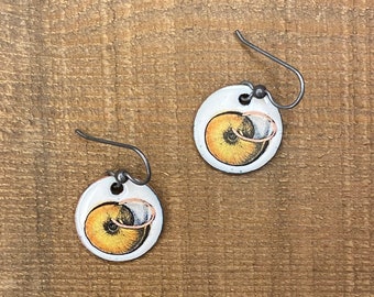 Korean land snail Nesiohelix samarangae, snaill earrings, nature, mollusk jewelry, snails, Sterling silver ear wires, vintage art, #sciart