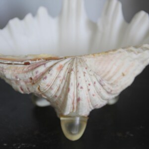 May include: A large white seashell with pink and white markings. The shell is shaped like a bowl and has a smooth, glossy finish. It is sitting on a clear glass base.