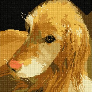 May include: A close-up of a golden retriever dog's face. The dog has a soft, fluffy coat and brown eyes. The dog's nose is pink and wet.