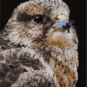 May include: Close-up of a brown and gray hawk with a black background. The hawk's eye is visible and the feathers are detailed.