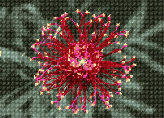 Grevillea Needlepoint Kit or Canvas Floral//Flower//Nature