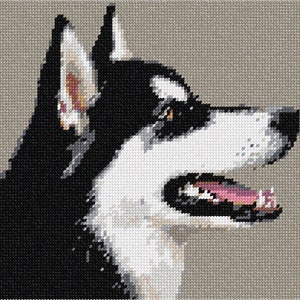 May include: A black and white husky dog with brown eyes, looking to the right, with its mouth open and tongue sticking out.