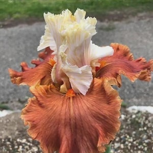 May include: A tall bearded iris flower featuring ruffled, creamy white upright petals and broad, wavy, deep copper-brown lower petals. The center of the flower displays a bright orange beard, with delicate veining visible across the textured petals.