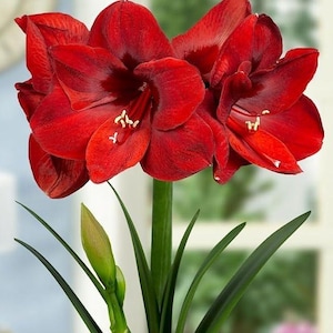 May include: A vibrant amaryllis plant featuring large, deep red trumpet-shaped flowers with prominent yellow-tipped stamens. The plant has a sturdy green stem and long, slender green leaves, with one unopened green flower bud visible below.