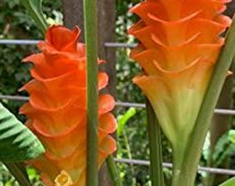 Siam Tulip Curcuma Flower Bulbs, Orange Home Gardening (Pack of 3 Bulbs)