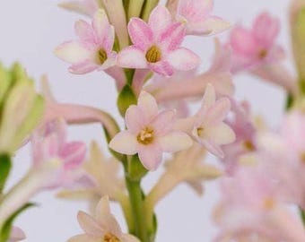 May include: A cluster of delicate light pink and white hyacinth flowers with star-shaped petals and yellow centers. The blossoms are arranged on a central green stem, with some buds still tightly closed at the top, set against a plain light background.