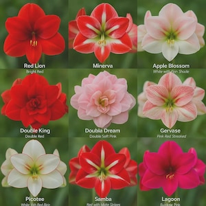 May include: A grid of nine amaryllis flowers labeled with names and descriptions: Red Lion, Minerva, Apple Blossom, Double King, Double Dream, Gervase, Picotee, Samba, and Lagoon. Each flower displays distinct petal colors, patterns, and shapes.