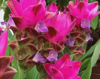 Imported Curcuma Siam Tulip Splash Flower Bulbs pack of 5 bulbs Dark Pink