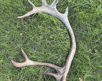 Real reindeer antlers