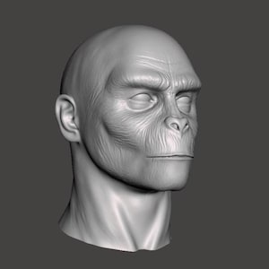 May include: A three-dimensional digital sculpture of a primate head in a neutral gray finish. The model features detailed facial anatomy, including prominent brow ridges, a flat nose, defined cheekbones, and textured skin with subtle wrinkles.